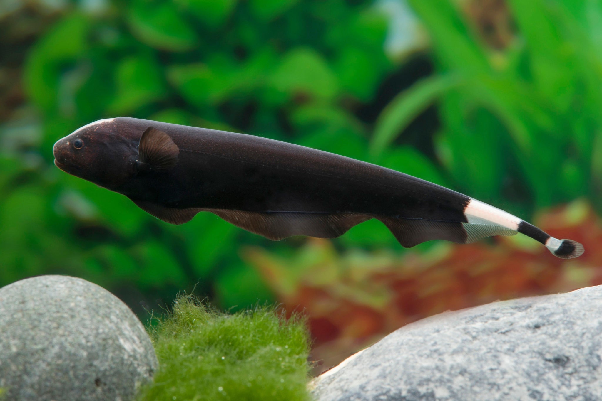 Apteronotus albifrons (Black Ghost Knifefish) — 4–6 inches