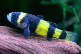 Bumblebee Goby (Brachygobius doriae) – ~4 cm