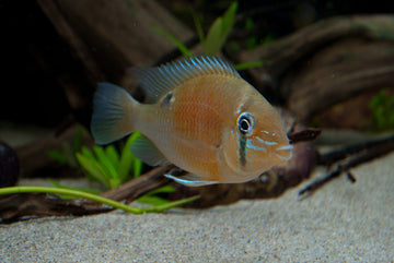 Biotodoma cupido (Cupid Cichlid) — 7.5–10 cm