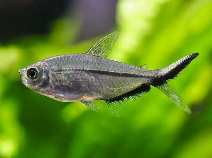 Blackline Tail Tetra (Moenkhausia costae) – 3–4 cm