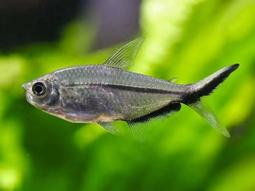 Blackline Tail Tetra (Moenkhausia costae) – 3–4 cm