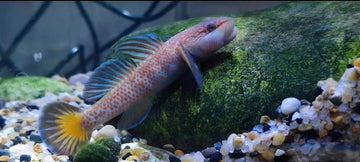 Blue Fin Goby Rhinogobius shennongensis Blue