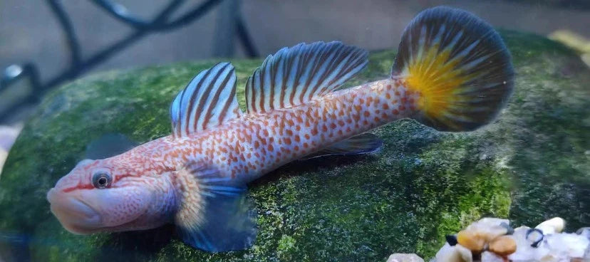 Blue Fin Goby Rhinogobius shennongensis Blue