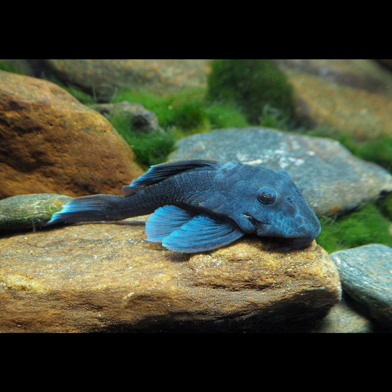 L239 Blue Panaque Pleco (Baryancistrus beggini)