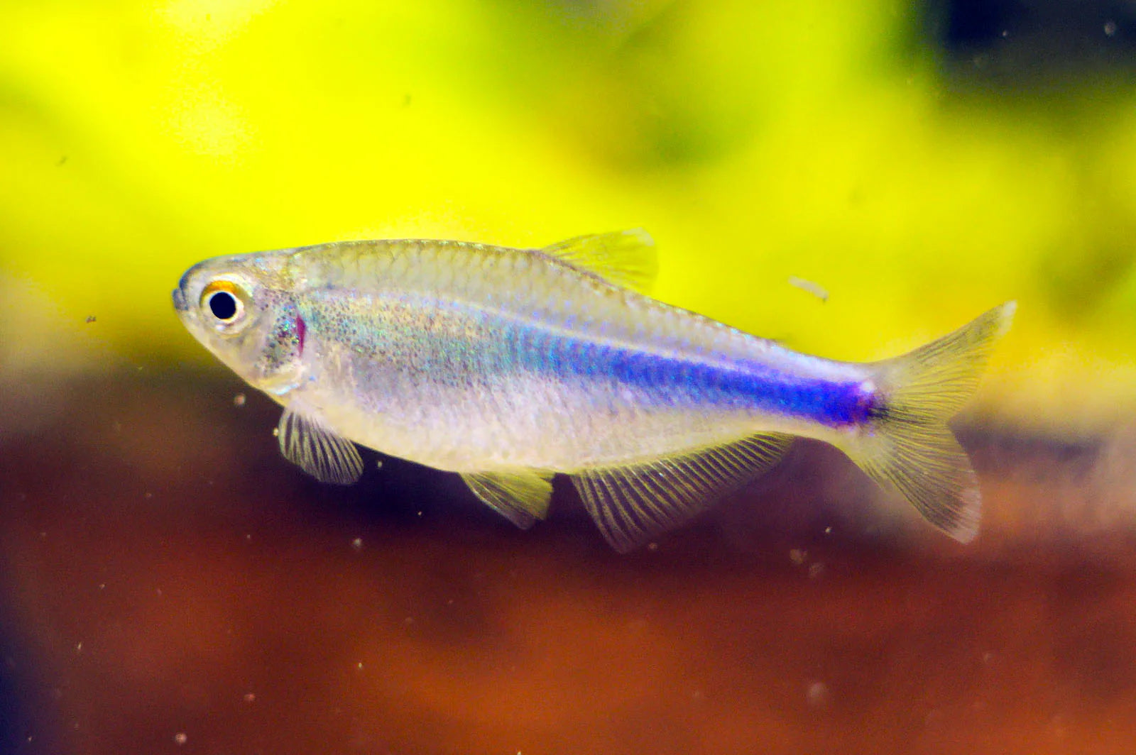 Blue King Tetra – Boehlkea fredcochui 5.5 cm