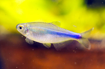 Blue King Tetra – Boehlkea fredcochui 5.5 cm