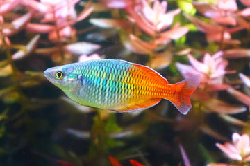 Short Body Boesemani Rainbowfish — 7 cm+ (~2.8 inches)
