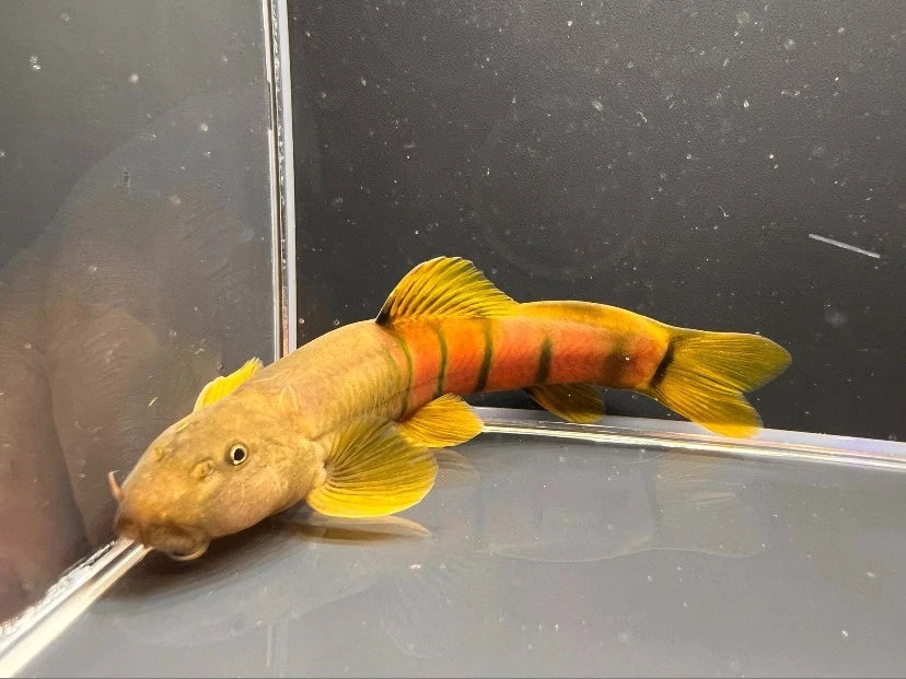Bumblebee Loach