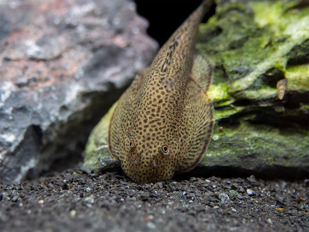 Beaufortia kweichowensis – Butterfly Hillstream Loach (≈7–8 cm)