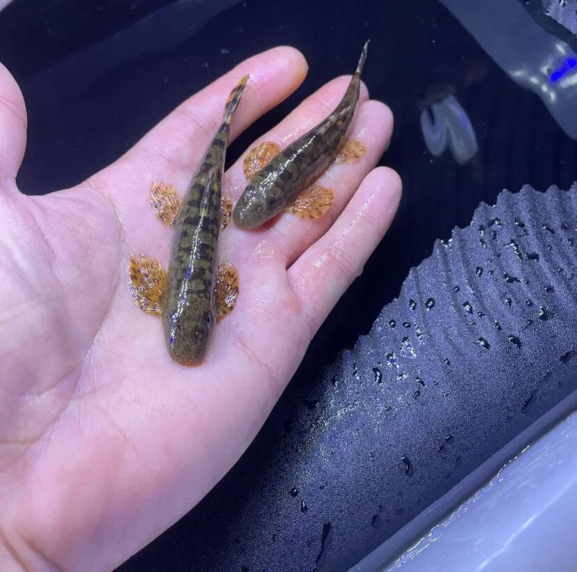 Cloud Leopard Hillstream Loach