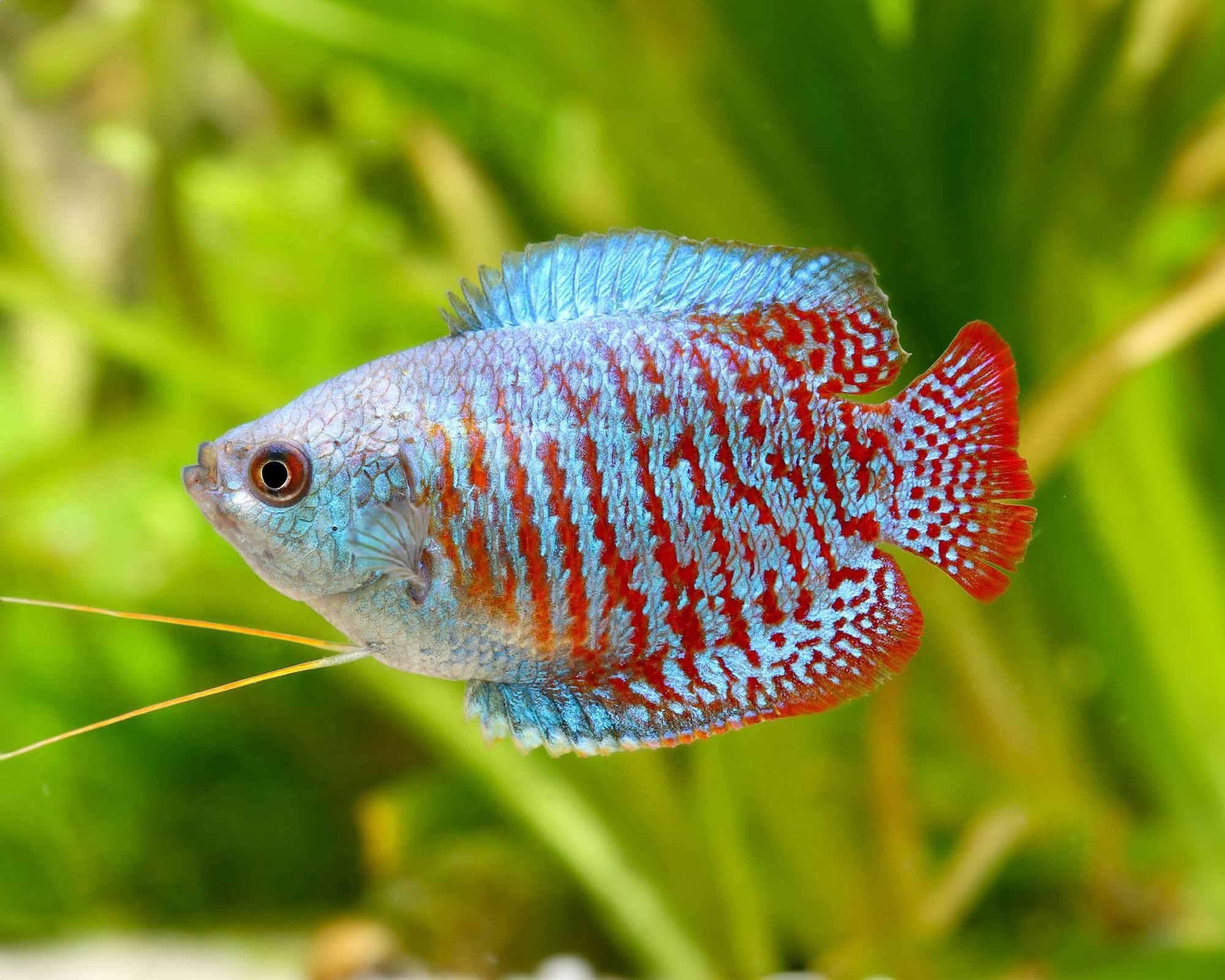 Colisa lalia (Dwarf Gourami) 3-4 cm