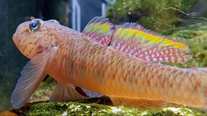 Crown Fin Dragon Goby