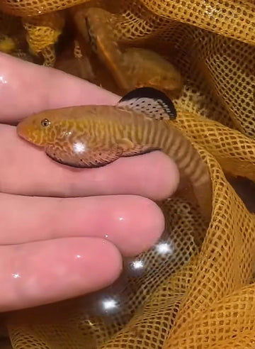Cyberstar Hillstream Loach