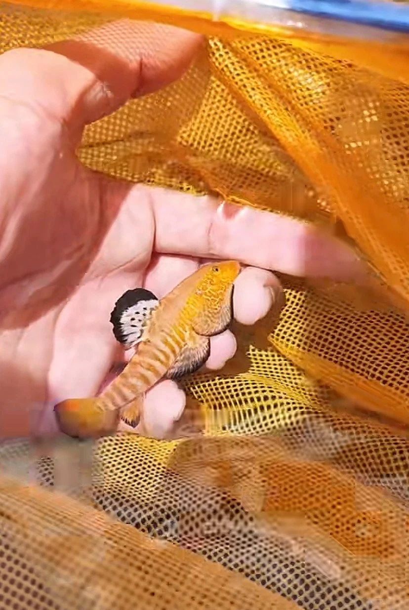 Cyberstar Hillstream Loach