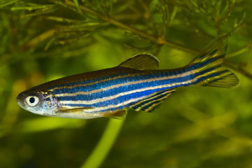 Danio rerio var. Butterfly Fin Blueberry – 3.5–4 inches