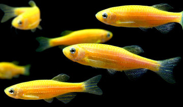 Danio rerio var. Butterfly Fin Orange – 3–3.5 inches