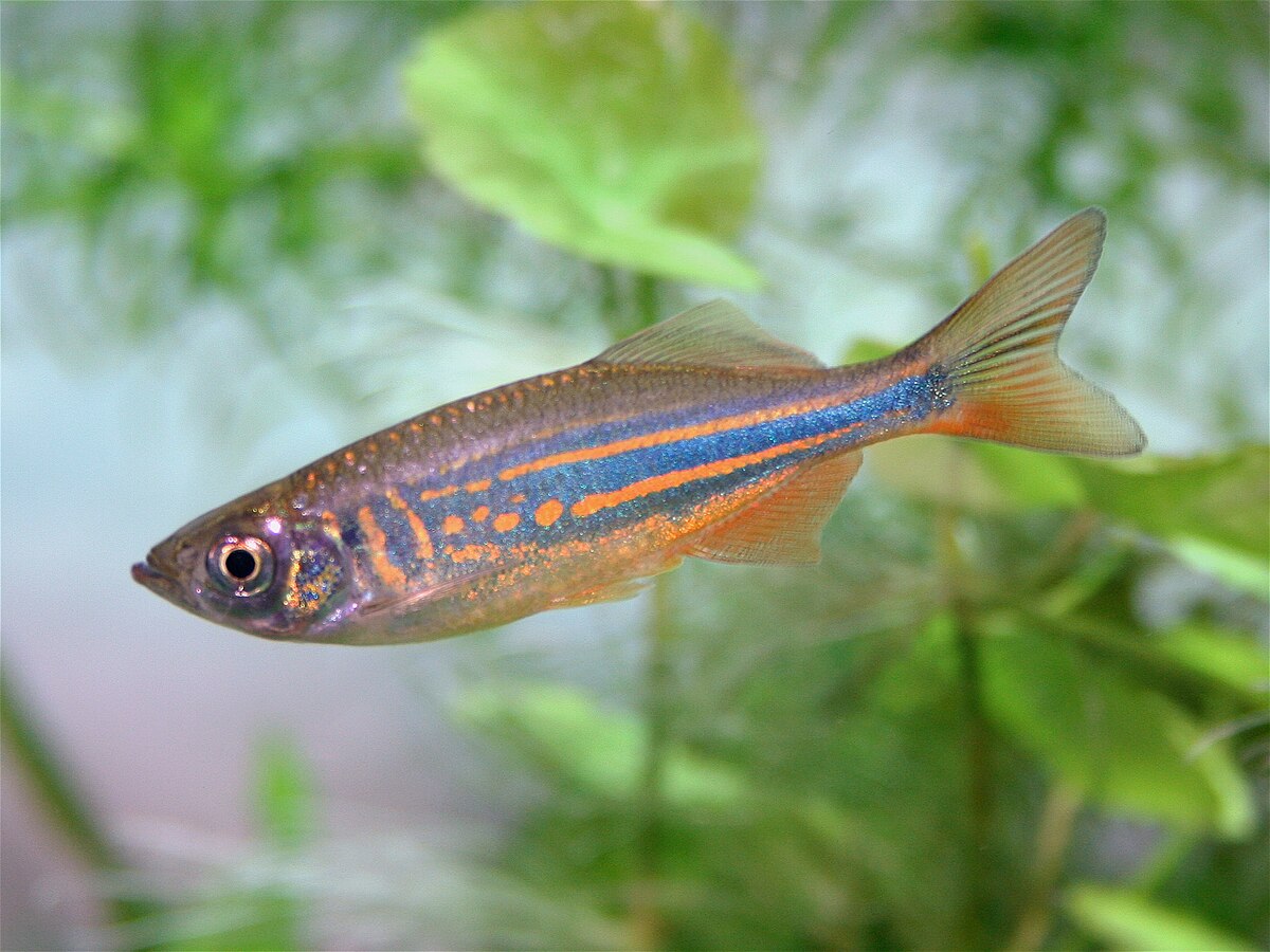 Devario chrysotaeniatus – ~7.5 cm Gold-Striped Danio