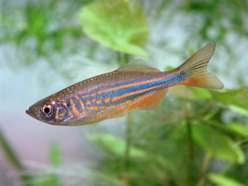 Devario chrysotaeniatus – ~7.5 cm Gold-Striped Danio