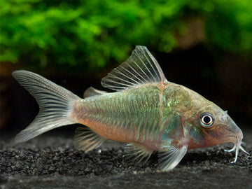 Emerald Catfish (Brochis splendens)
