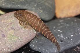 Erromyzon sinensis ‘Red Spotted’ – Red‑Spotted Chinese Hillstream Loach (≈5 cm)