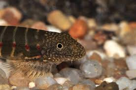 Erromyzon sinensis ‘Red Spotted’ – Red‑Spotted Chinese Hillstream Loach (≈5 cm)