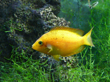 Etroplus maculatus (Orange Chromide) — 4–5 cm