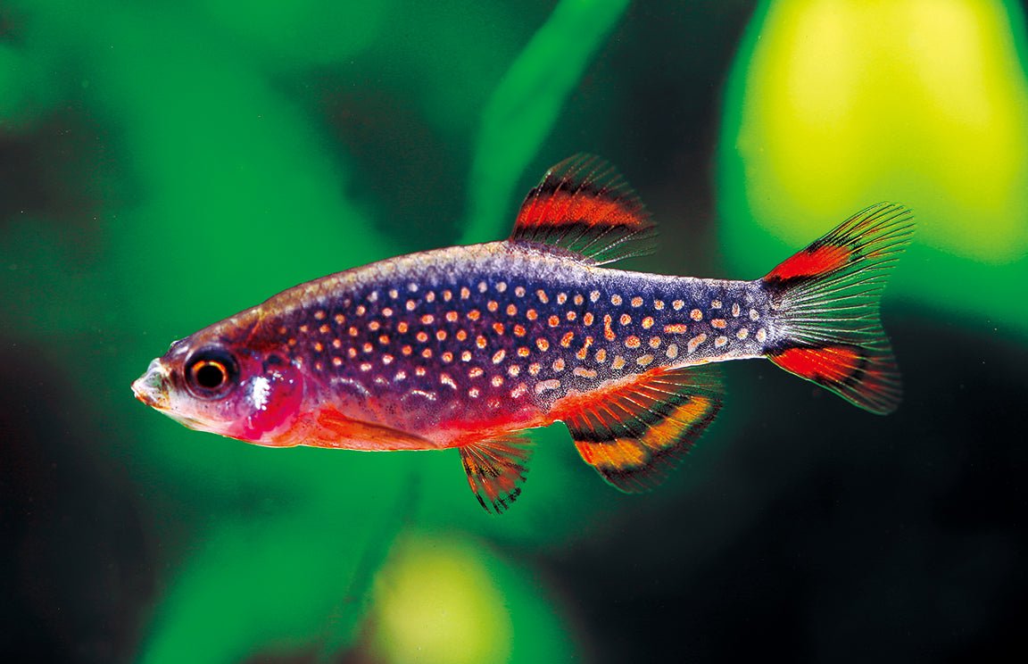 Galaxy Rasbora – Danio margaritatus 2.5 cm