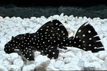 L240 Galaxy Vampire Pleco (Leporacanthicus cf. galaxias) 23-25cm