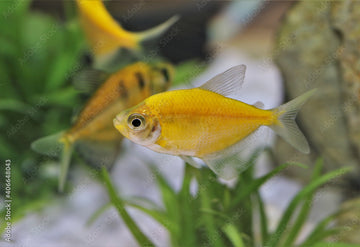 GloFish Yellow Tetra (Sunburst Orange Skirt Tetra) – ~2.5–3 inches