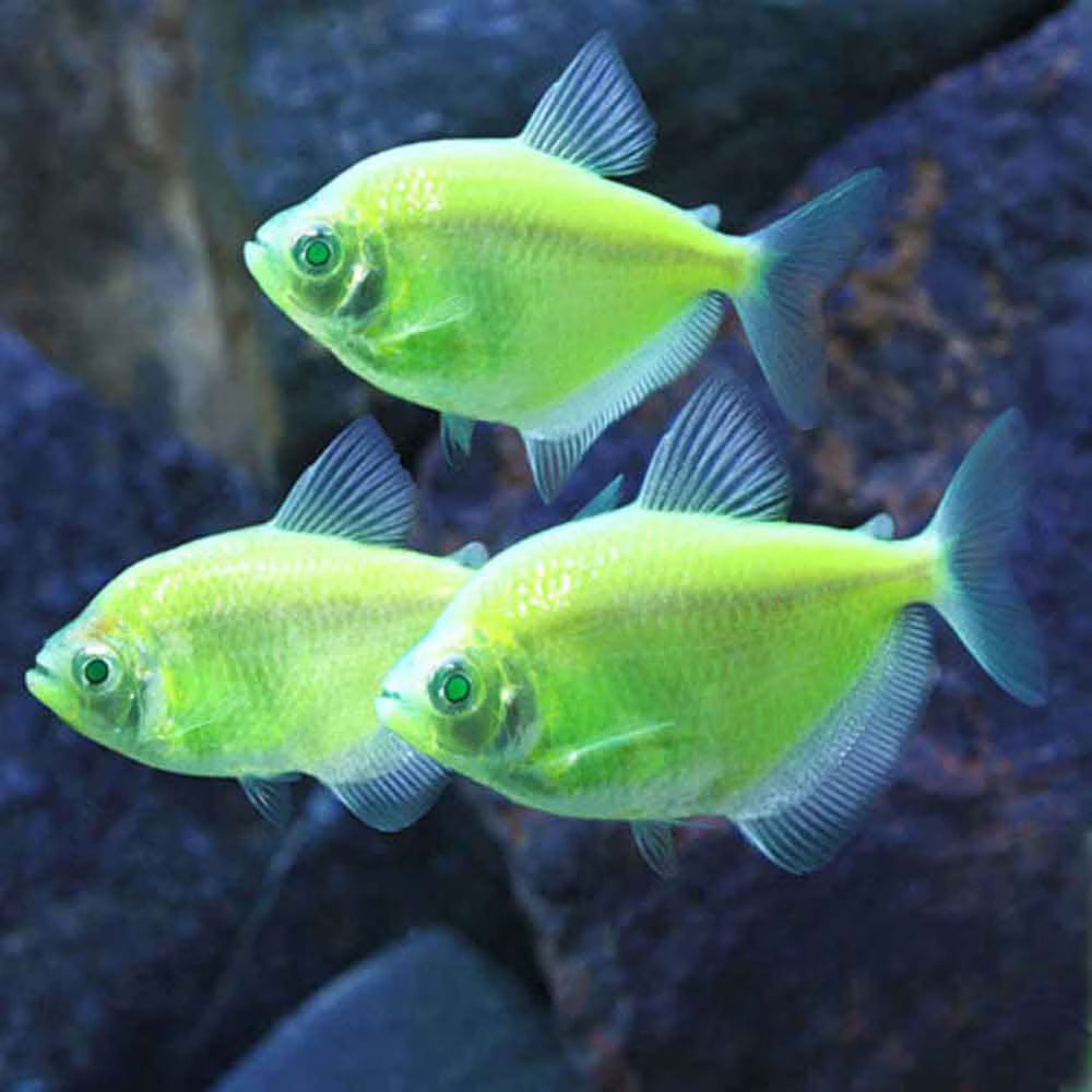 GloFish Green Jade Tetra (Electric Green Variant) – ~2.5–3 inches