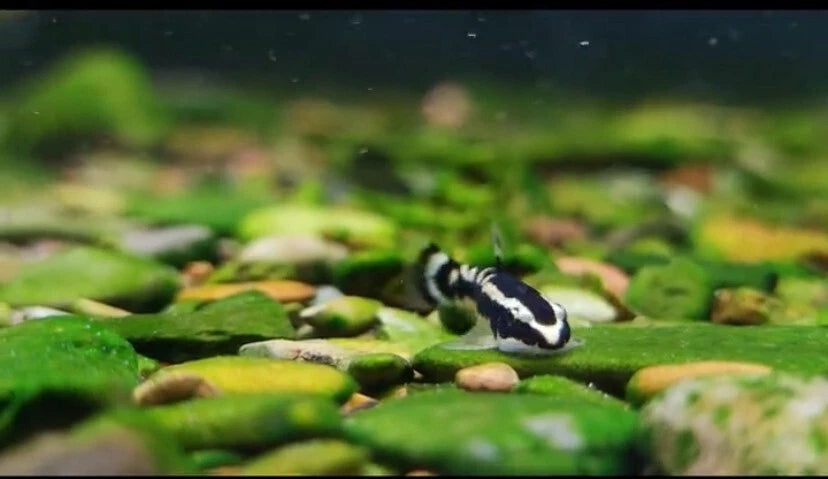 Gold Line Panda Loach