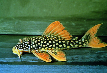 L-014 Goldie Pleco (Scobinancistrus aureatus) – Sunshine Pleco (~30 cm / 12″ max)