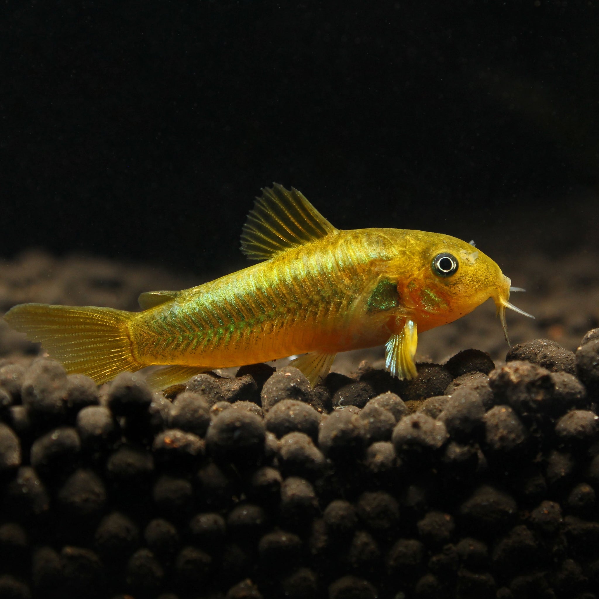 Green Laser Corydoras (Corydoras sp. CW009) 7.5 cm