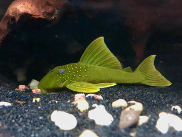 L200 Green Phantom Pleco (Hemiancistrus subviridis) 15-20 cm