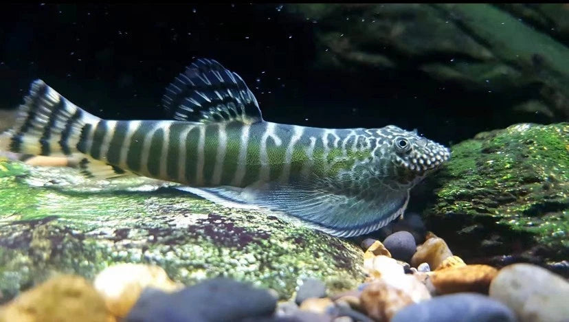 Green Zebra Hillstream Loach (Beaufortia zebroidus)