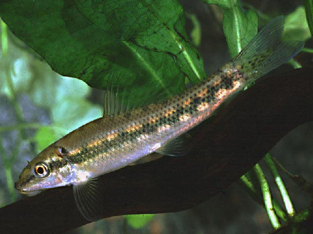 Gyrinocheilus aymonieri – Chinese Algae Eater (2-3  inches)
