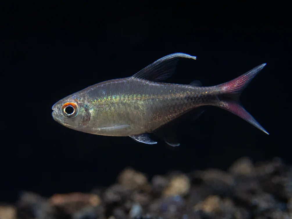 Phoenix Tetra – Hemigrammus filamentosus
