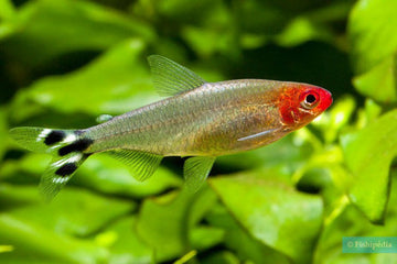 Rummy Nose Tetra (Hemigrammus bleheri) – 3–3.5 inches