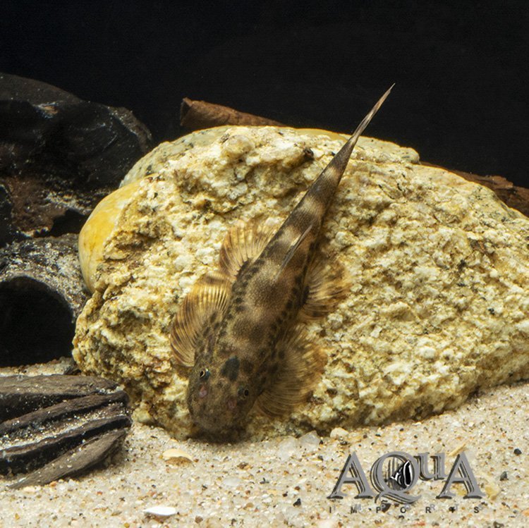 Hemimyzon Loach "Internet Celebrity" (Hemimyzon pengi) ≈ 6 cm SL
