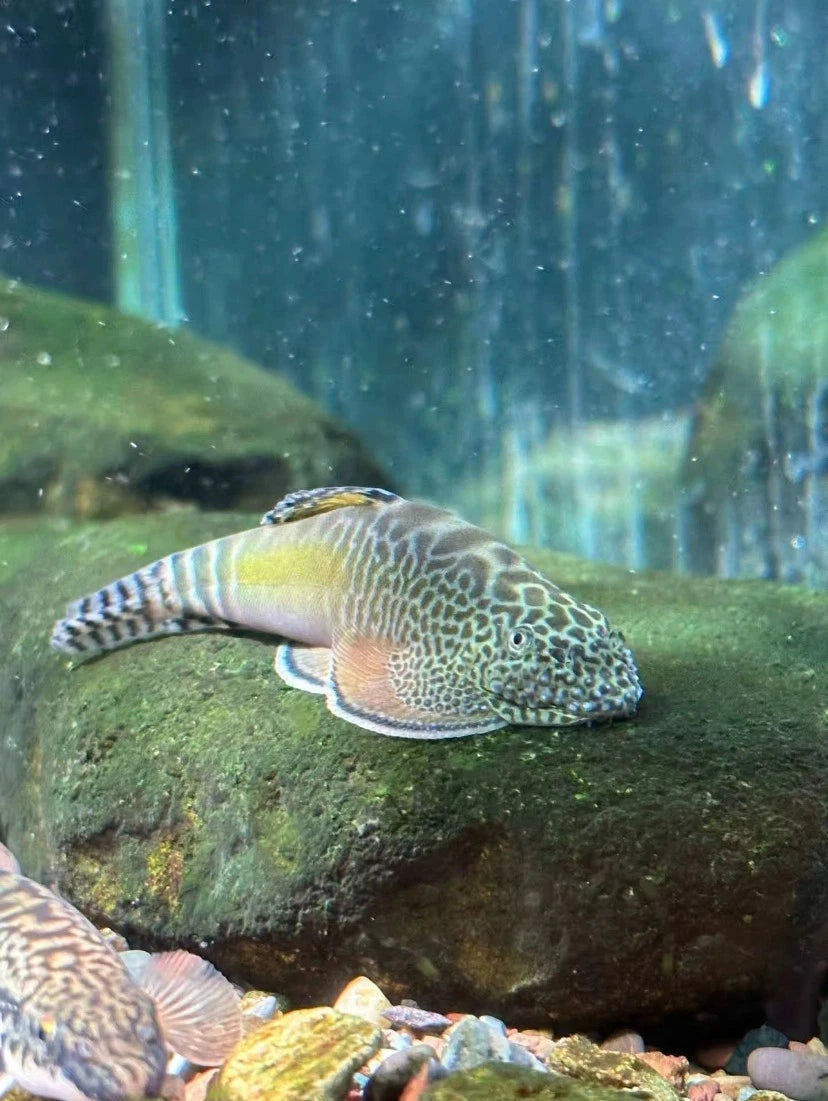 Hemimyzon pengi – Pengi Hillstream Loach (~3″ / 5.9 cm)