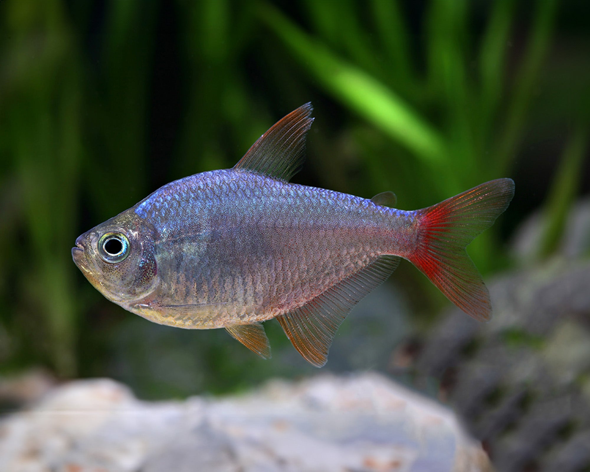 Colombian Tetra (Hyphessobrycon columbianus) – 3–4 cm