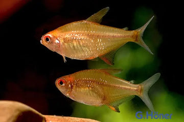 Orange Bolivian Lemon Tetra – Hyphessobrycon cf. pulchripinnis "Orange"  Max Length: ~4 cm