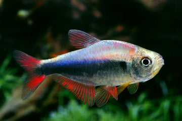 Hyphessobrycon sp. 2- 2.5 cm