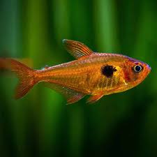 Hyphessobrycon sweglesi – Red Phantom Tetra (3.5–4 inches)
