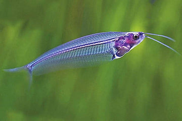 Kryptopterus bicirrhis (Glass Catfish) – 4–6 inches