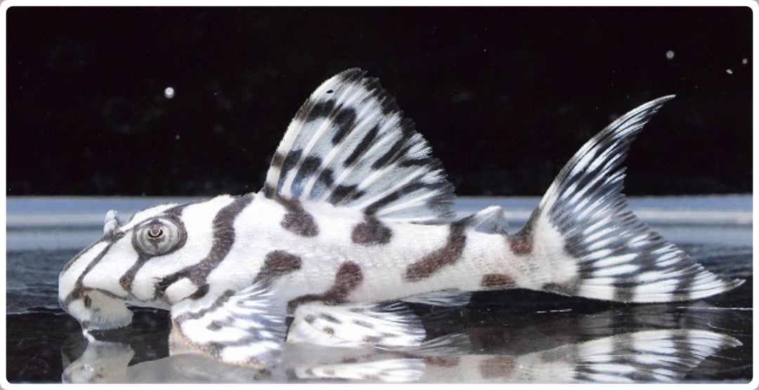 L236 Super White Pleco (Hypancistrus sp.) 3-3.5 cm