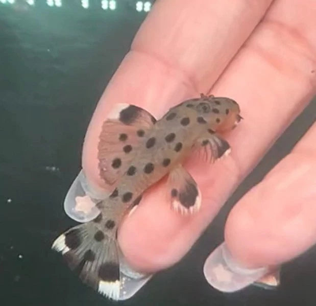L264 Sultan Pleco