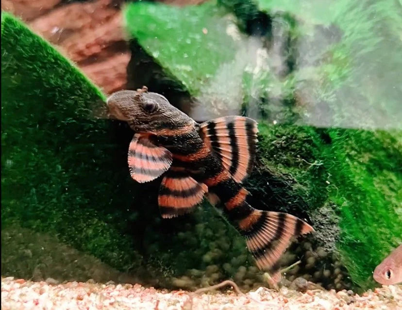 L397 Alenquer Tiger Pleco (3-3.5 cm)