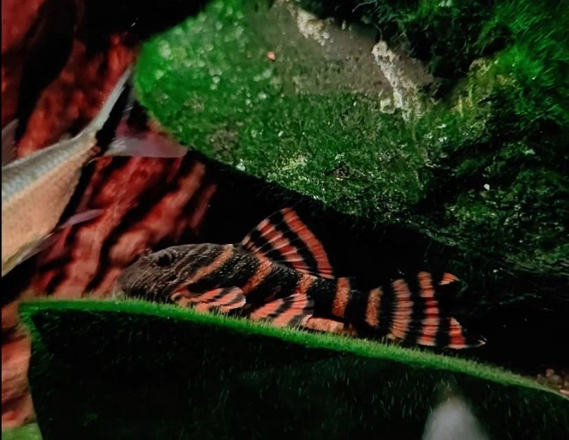 L397 Alenquer Tiger Pleco