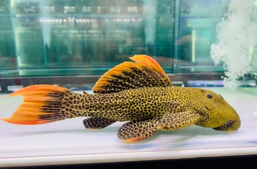 L600 Pleco